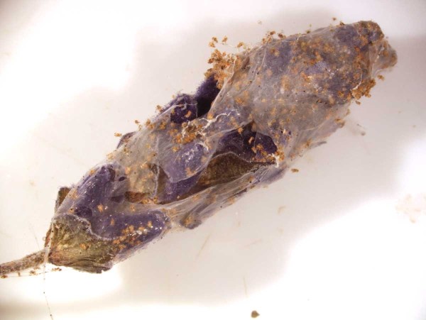 Po&scaron;kozen&iacute; květu svilu&scaron;kami