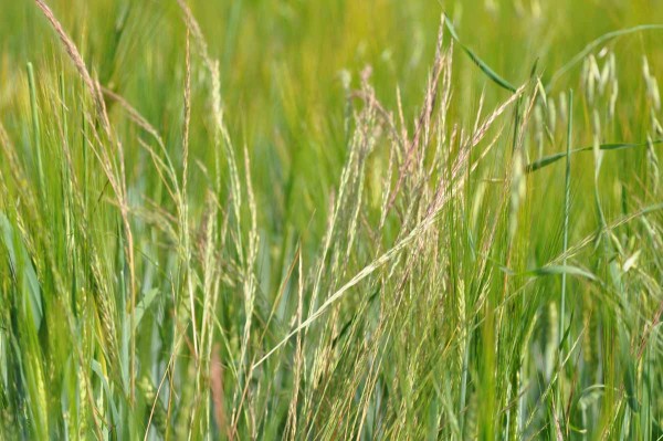 Nevhodn&eacute; stř&iacute;d&aacute;n&iacute; plodin a&nbsp;minim&aacute;ln&iacute; zpracov&aacute;n&iacute; půdy podporuj&iacute; &scaron;&iacute;řen&iacute; mrvky my&scaron;&iacute; oc&aacute;sek