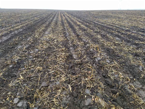 Obr. 3: Podr&yacute;v&aacute;n&iacute; v&nbsp;linii ř&aacute;dků (podzim 2019)