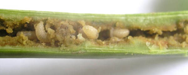 Obr. 4: Larvy krytonosce čtyřzub&eacute;ho ve stonku řepky