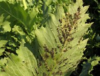 M&scaron;ice makov&aacute;