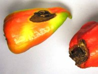 Suchá hniloba květního konce plodů rajčat Suchá hniloba květního konce plodů rajčat