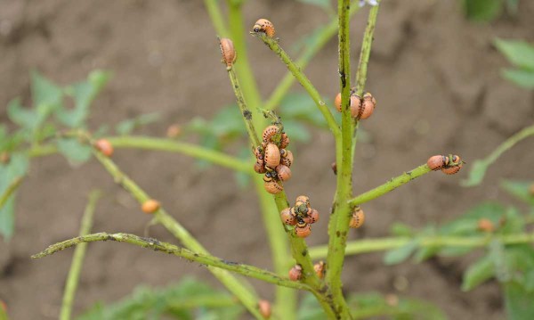 Larvy mandelinky bramborové Larvy mandelinky bramborové