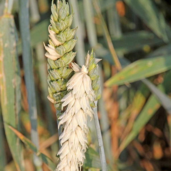 Obr. 2: Po&scaron;kozen&iacute; klasů p&scaron;enice ozim&eacute; krupobit&iacute;m