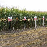 Kukuřice RAGT - spolehlivost, v&yacute;konnost, zisk