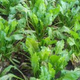 Cukrovka a&nbsp;Cercospora beticola v&nbsp;roce 2019