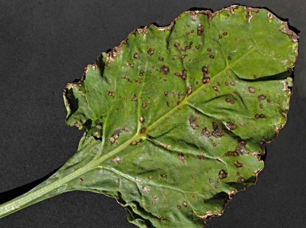 Ramulárová listová skvrnitost Ramulárová listová skvrnitost