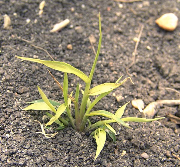 Obr. 7: Působen&iacute; nicosulfuronu (Samson Extra 6 OD) na b&eacute;r siv&yacute;