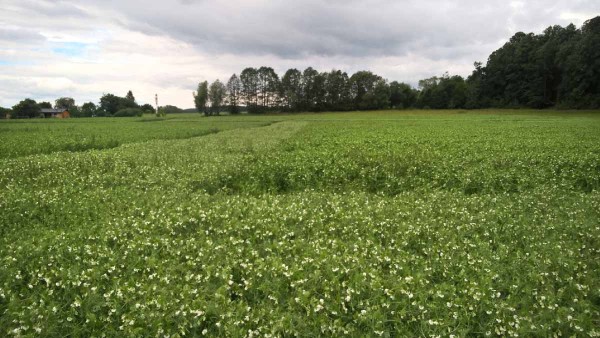 Obr. 4c: Vhodn&yacute; čas pro aplikaci insekticidu do lapac&iacute;ho p&aacute;sů tvořen&eacute;ho ranou odrůdou (zde odrůda Cysterski), zabr&aacute;n&iacute; se t&iacute;m emigraci vět&scaron;iny kladouc&iacute;ch samic př&iacute;tomn&yacute;ch na lokalitě z&nbsp;lapac&iacute;ho p&aacute;su do porostu s&nbsp;pozdněj&scaron;&iacute; odrůdou (hlavn&iacute; plodina; zde odrůda Protecta)