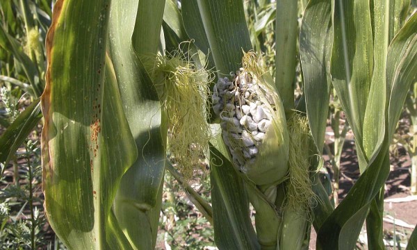 Př&iacute;znaky napaden&iacute; Puccinia sorghi a&nbsp;Ustilago maydis