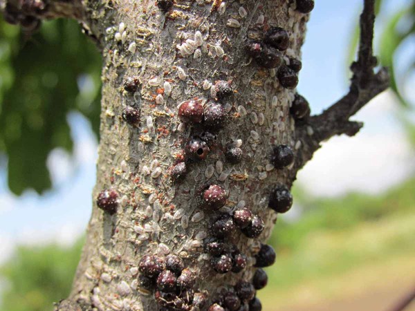 Puklice švestková (samice se štítky, nymfy) Puklice švestková (samice se štítky, nymfy)