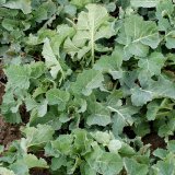 Yara Crop Nutrition - ověřen&yacute; komplexn&iacute; pl&aacute;n v&yacute;živy pro řepku