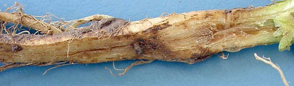 Vodnatěn&iacute; kořene a&nbsp;bakteri&aacute;ln&iacute; hniloba po mechanick&eacute;m a&nbsp;mrazov&eacute;m po&scaron;kozen&iacute;