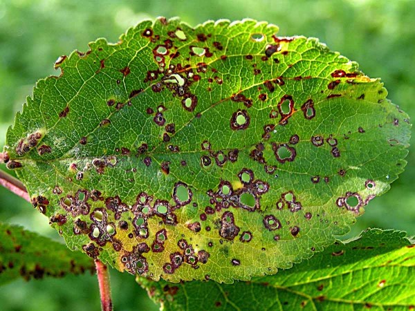 Such&aacute; skvrnitost listů peckovin