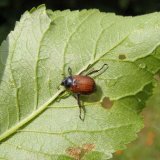 Ochrana ovoce v&nbsp;integrovan&eacute; produkci: Doporučen&iacute; pro měs&iacute;c červen