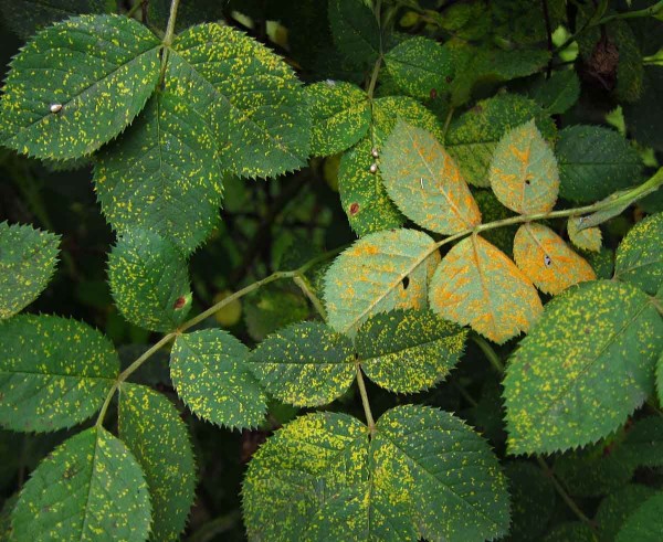 Rez růžová Rez růžová