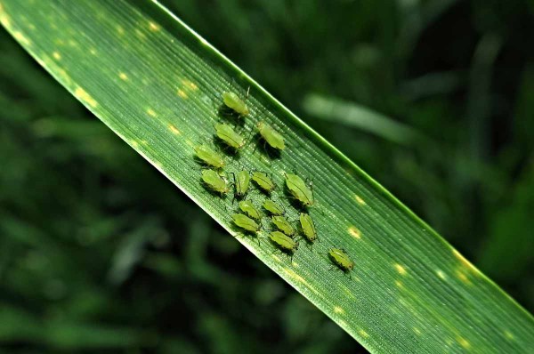 M&scaron;ice jsou přena&scaron;eči viru žlut&eacute; zakrslosti ječmene