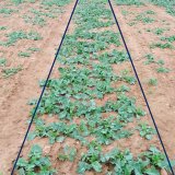 Prodejem osiva to u&nbsp;SOUFFLET AGRO nekonč&iacute;, ale zač&iacute;n&aacute;