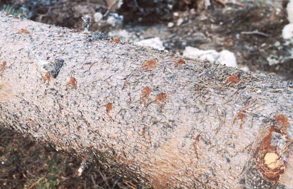 L&yacute;kožrout smrkov&yacute; - drtinky