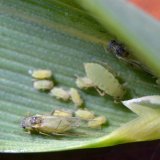 N&aacute;lety m&scaron;ic do sac&iacute;ch past&iacute; Johnson-Taylor v&nbsp;roce 2019