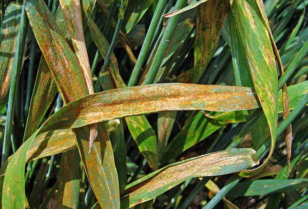 Rez p&scaron;eničn&aacute; - hněd&aacute; rzivost p&scaron;enice