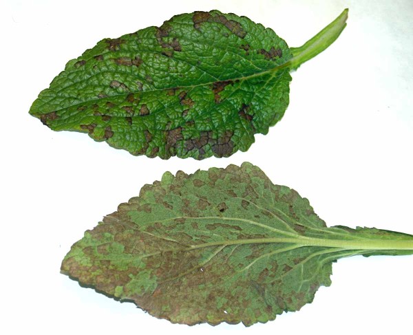 Skvrny způsobené plísní Peronospora digitalis Skvrny způsobené plísní Peronospora digitalis