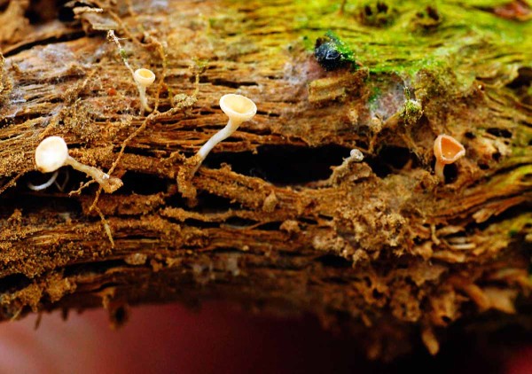 Apothecia hl&iacute;zenky