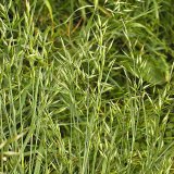 Rostouc&iacute; v&yacute;znam ozim&yacute;ch jednoděložn&yacute;ch plevelů na zemědělsk&eacute; půdě