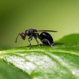 Invazn&iacute; &scaron;kůdci ovocn&yacute;ch plodin v&nbsp;ČR