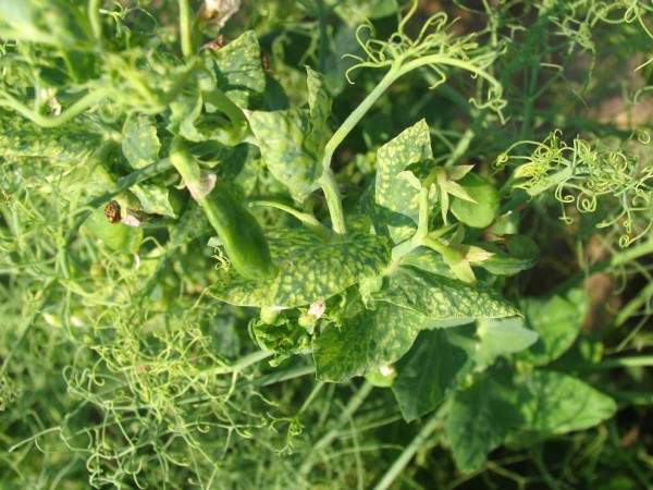 Obr. 2b: PEMV - v&yacute;růstkov&aacute; mozaika hrachu