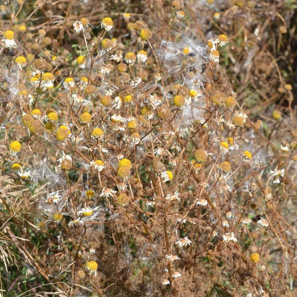 Obr. 7: Zasych&aacute;n&iacute; heřm&aacute;nkovce po o&scaron;etřen&iacute; &uacute;činnou l&aacute;tkou dikv&aacute;t (př&iacute;pravek Reglone)