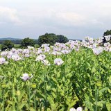 Zakl&aacute;d&aacute;n&iacute; porostu m&aacute;ku a&nbsp;regulace plevelů