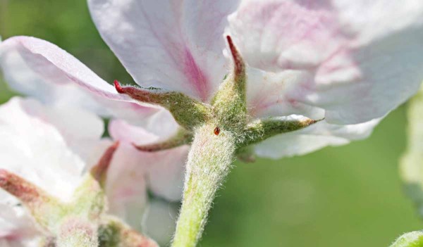 Vpich pilatky jablečné na plůdku Vpich pilatky jablečné na plůdku