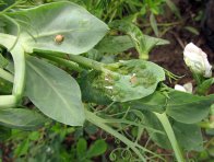 Kyjatka hrachová Kyjatka hrachová