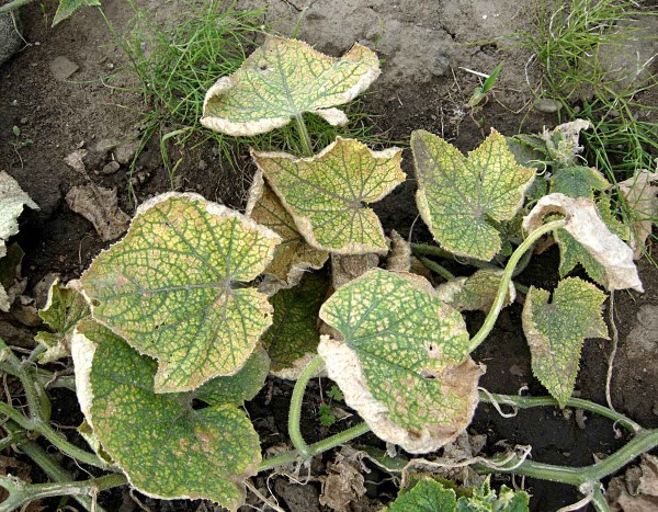 Listy okurky poškozené sviluškami Listy okurky poškozené sviluškami