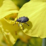 Vybran&iacute; &scaron;kůdci řepky - v&yacute;sledky a&nbsp;zku&scaron;enosti z&nbsp;pokusů