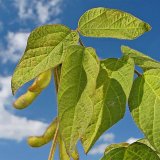 Průběh počas&iacute; a&nbsp;v&yacute;sledky odrůdov&yacute;ch pokusů se s&oacute;jou v&nbsp;roce 2018