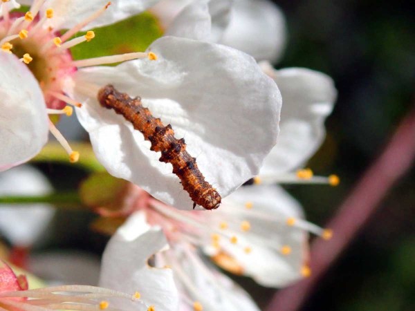 V posledních letech kvetoucí peckoviny často navštěvují píďalky V posledních letech kvetoucí peckoviny často navštěvují píďalky