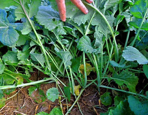 Přerostlé rostliny řepky na podzim Přerostlé rostliny řepky na podzim