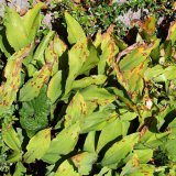 Choroby a&nbsp;&scaron;kůdci konvalinky