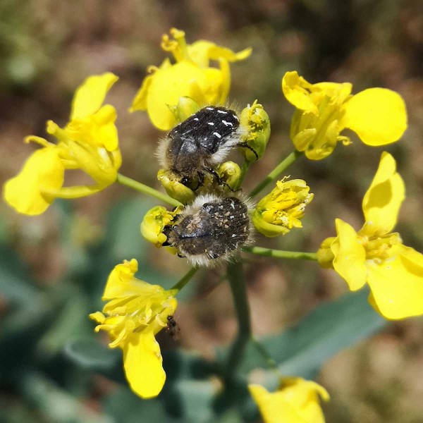 Květy řepky po&scaron;kozen&eacute; zlatohl&aacute;vky