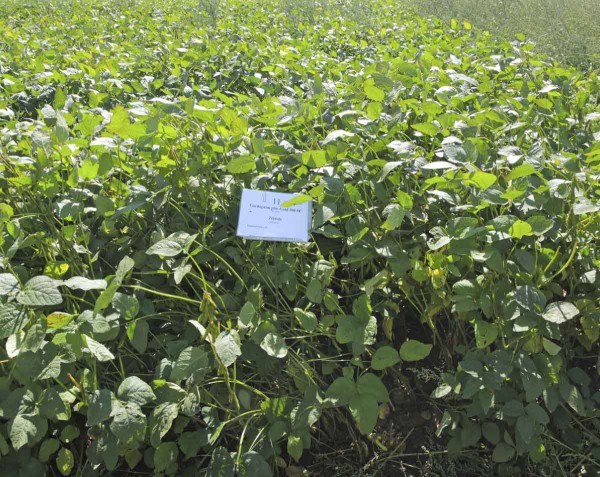 PRE Gardoprim Plus Gold 500 SC + POST Zetrola - 4,0 + 0,8 l/ha