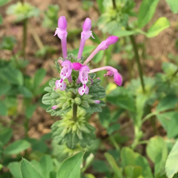 Hluchavka obj&iacute;mav&aacute; (Lamium amplexicaule)