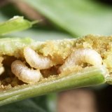 Včasn&aacute; a&nbsp;kvalitn&iacute; ochrana řepky proti stonkov&yacute;m krytonoscům