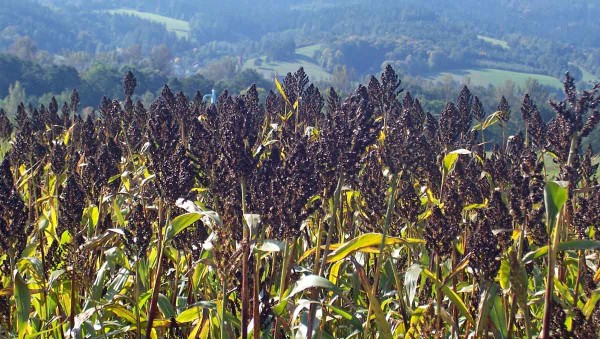 Čirok Ruzrok před sklizn&iacute; 2. 10. 2017