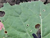 Housenice pilatky řepkov&eacute;