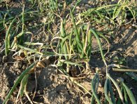 Plíseň česnekovitých (plíseň cibule) Plíseň česnekovitých (plíseň cibule)