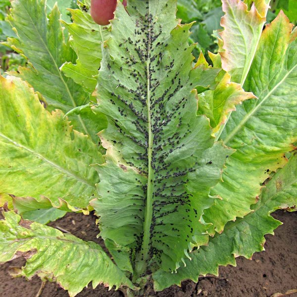 Mšice maková Mšice maková