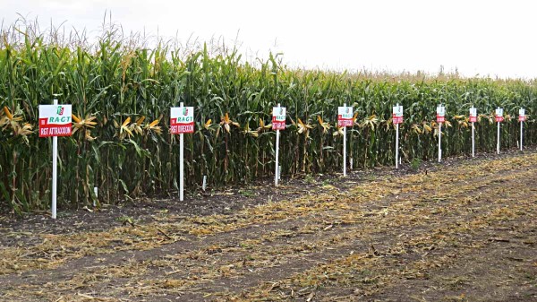 Sloveč 2019 - portfolio hybridů kukuřice RAGT