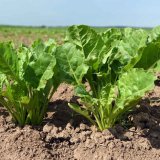 Možnosti použití biologických přípravků při intenzifikaci pěstování cukrové řepy Možnosti použití biologických přípravků při intenzifikaci pěstování cukrové řepy